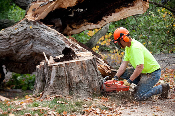 Best Tree Cutting Near Me  in San Leon, TX